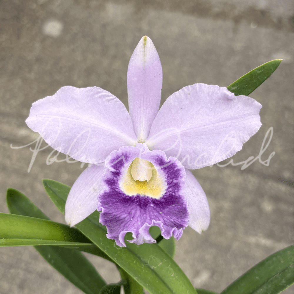 Rlc. Toshie Aoki 'Pizzazz' — Palmer Orchids